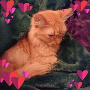 Meet your Posher, Tyrene